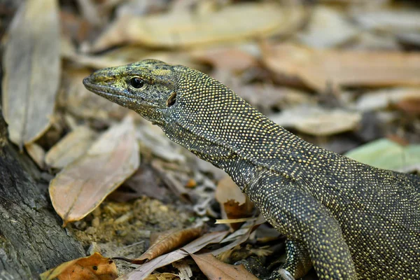 Clouded Monitor Lizard спаривается в дикой природе — стоковое фото