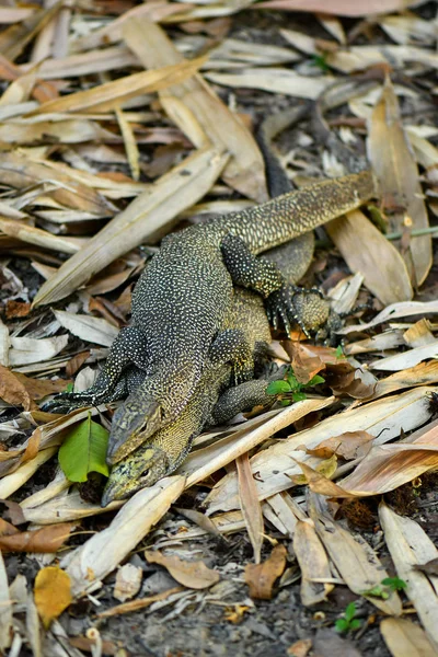 Clouded monitor Lizard krycia w The dziki — Zdjęcie stockowe