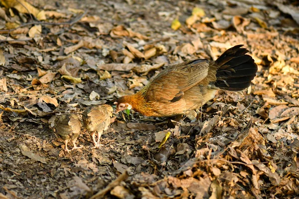 Gallinas y pollitos en la naturaleza salvaje — Foto de Stock