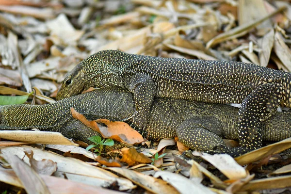 Clouded Monitor Lizard спаривается в дикой природе — стоковое фото