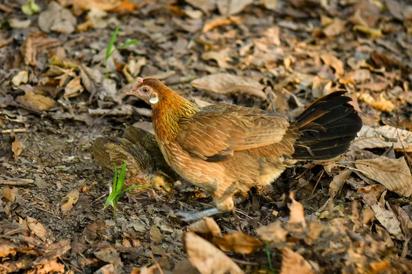 Hen and chicks in the nature wild