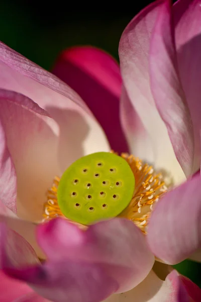 Seeds of Sacred Lotus