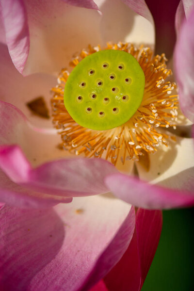 Seeds of Sacred Lotus