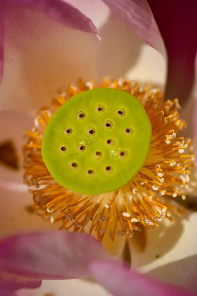 Seeds of Sacred Lotus