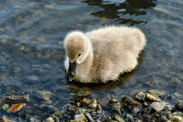 Black swan cygnet swimming looking for food — Stock Photo, Image