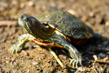 Elmas arka terrapin