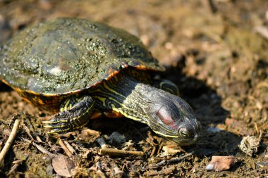 Elmas arka terrapin