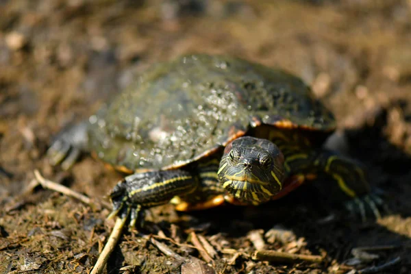 Diamant terug Terrapin — Stockfoto