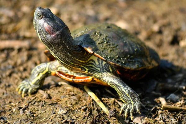 Diamentowa tylna Terrapin — Zdjęcie stockowe