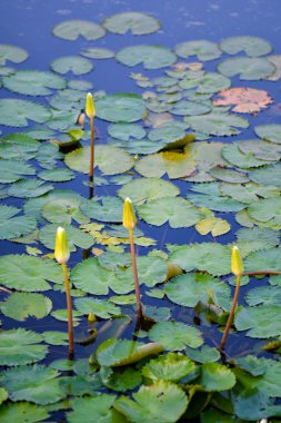 Lotus çiçeği tomurcuğu ve nilüfer yaprağı