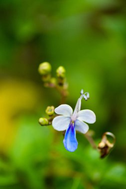 Mavi kedinin bıyıkları
