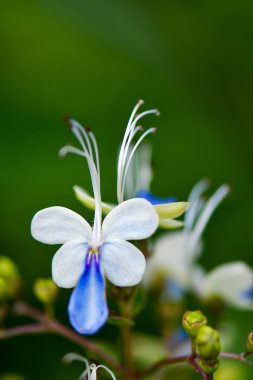 Mavi kedinin bıyıkları
