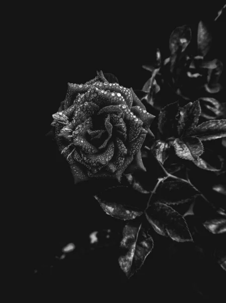 Троянда Роса Ньому Чорно Білому — стокове фото