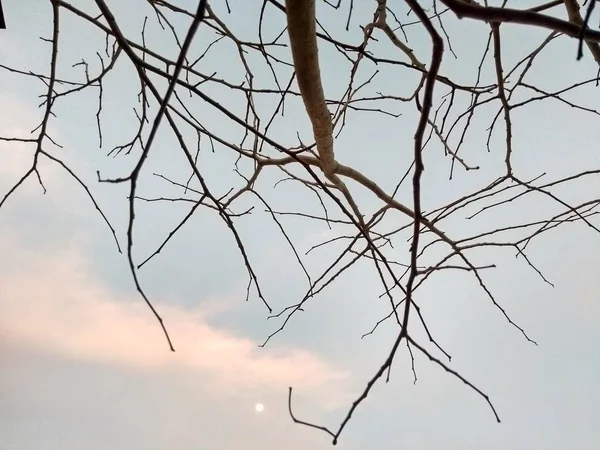 Сухое Растение Яркое Облачное Голубое Небо — стоковое фото