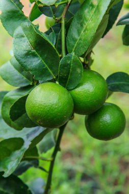 Limon yeşil organik tarımsal üretim ve ihracat için.