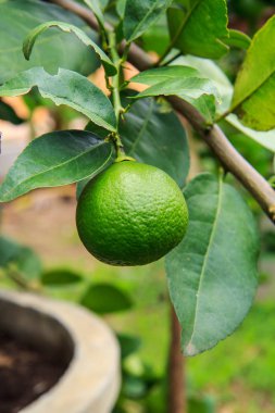 Limon yeşil organik tarımsal üretim ve ihracat için.