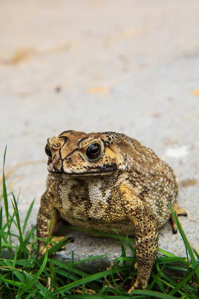 Crapaud Amphibien Peau Eau Rude — Photo