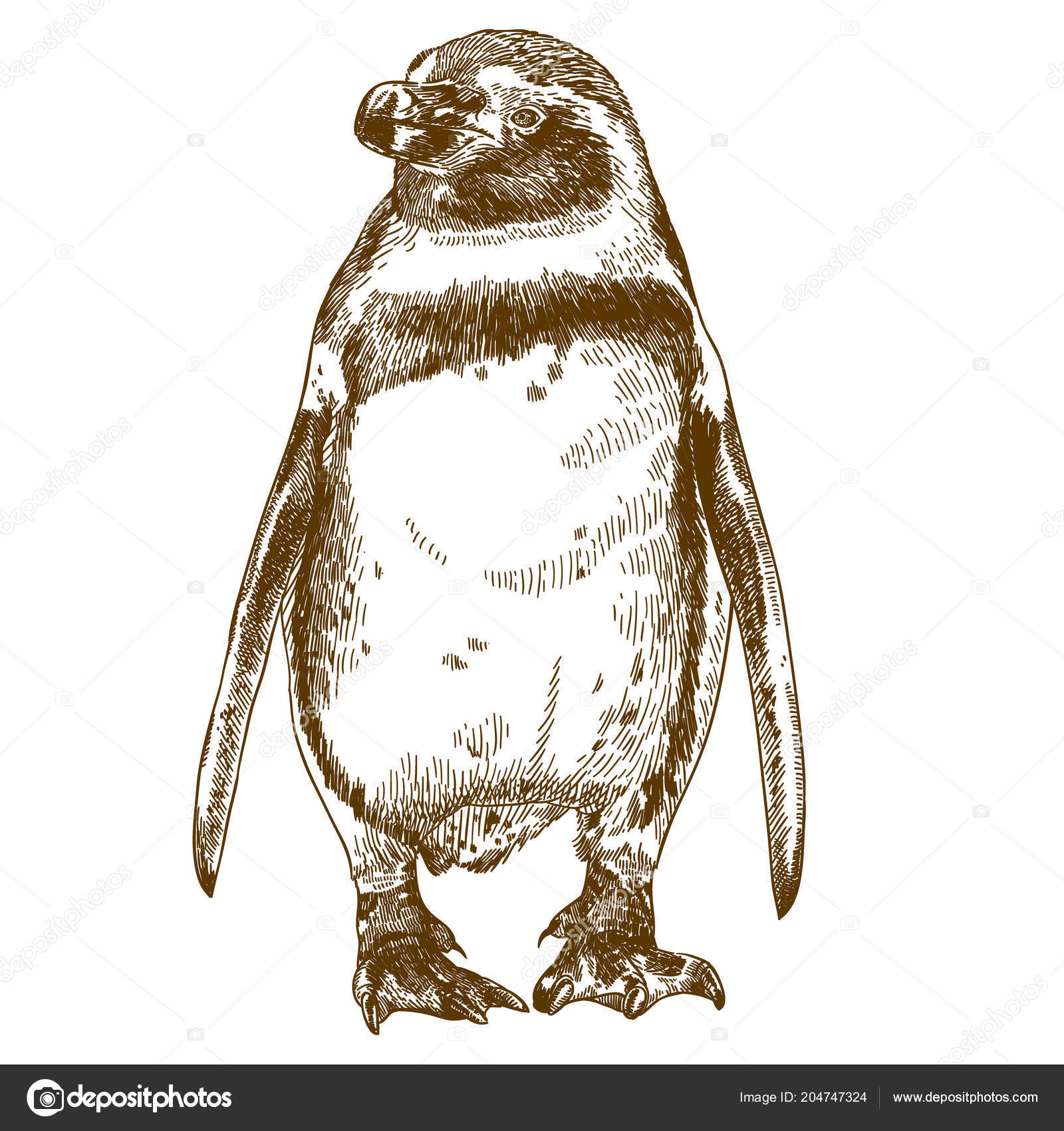 Vector Antique Engraving Drawing Illustration Humboldt Penguin Isolated White Background Stock Vector Image by ©andreyoleynik #204747324 Vector Antique Engraving Drawing Illustration Humboldt Penguin Isolated White Background Stock Vector Image by ©andreyoleynik #204747324