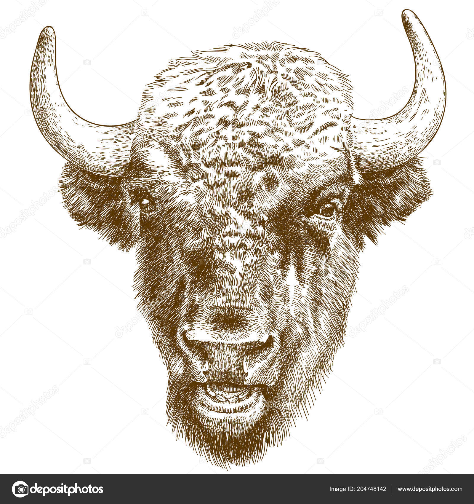 Dessin De Bison Images Vectorielles Dessin De Bison Vecteurs Libres De Droits Depositphotos