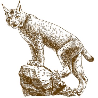 Vector antique engraving drawing illustration of lynx linx isolated on white background clipart