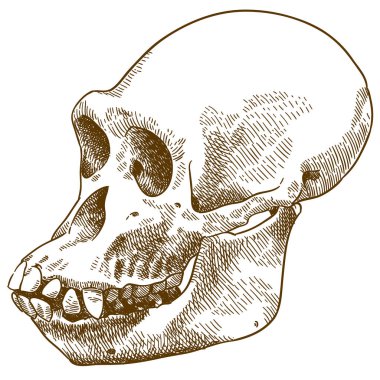 Vektör antika gravür beyaz arka plan üzerinde izole anthropoid maymun kafatası çizim çizimi