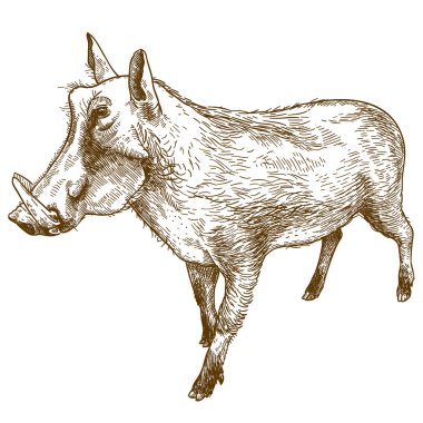 Beyaz arka plan üzerinde izole ortak warthog çizimi çizim vektör antika gravür