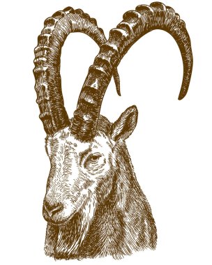 Vector antique engraving drawing illustration of siberian ibex isolated on white background clipart