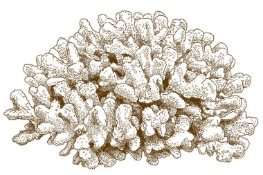 Beyaz arka plan üzerinde izole çizimi pocillopora mercan çizim vektör antika gravür