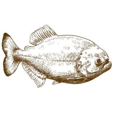 Beyaz arka plan üzerinde izole piranha çizimi çizim vektör antika gravür