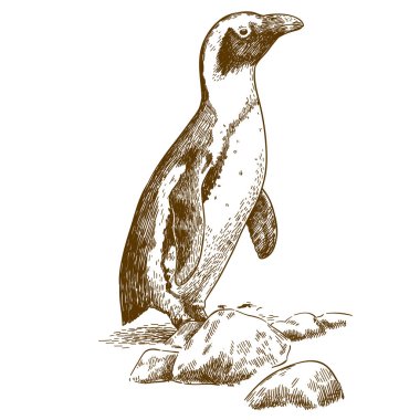 Beyaz arka plan üzerinde izole Humboldt penguen çizimi çizim vektör antika gravür