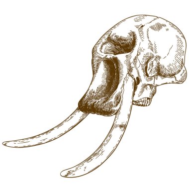 Beyaz arka plan üzerinde izole mamut kafatası çizimi çizim vektör antika gravür
