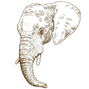 Beyaz arka plan üzerinde izole fil kafa çizimi çizim vektör antika gravür