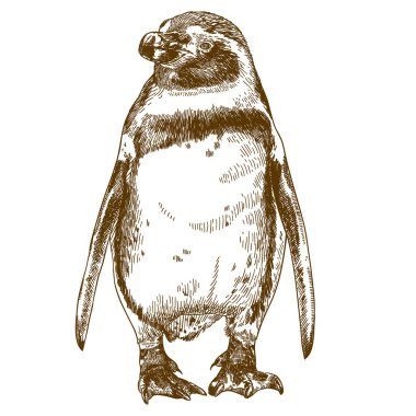 Beyaz arka plan üzerinde izole Humboldt penguen çizimi çizim vektör antika gravür