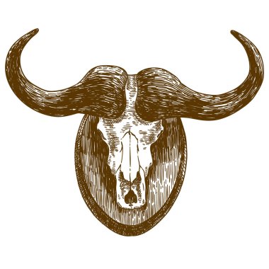 Beyaz arka plan üzerinde izole buffalo skull örnek çizim vektör antika gravür