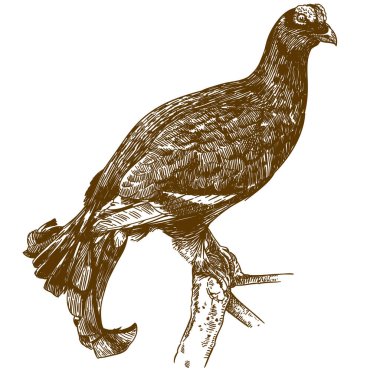 Vektör antik siyah beyaz arka plan üzerinde izole grouse çizim çizimi oyma