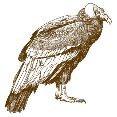 Vector antique engraving drawing illustration of big condor isolated on white background clipart