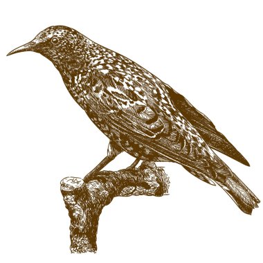 Beyaz arka plan üzerinde izole ortak starling çizimi çizim vektör antika gravür