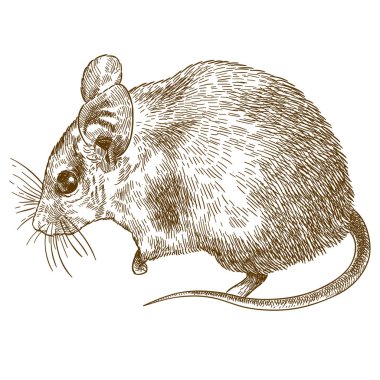 Dikenli faresi (Acomys cahirinus) beyaz arka plan üzerinde izole çizimi çizim vektör antika gravür