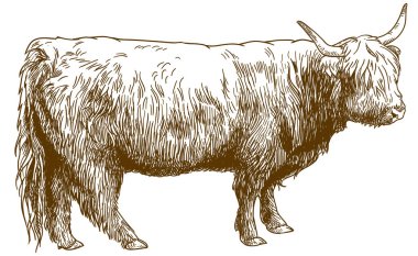 Vektör antika gravür yayla sığır inek resmi çizim (bos toros toros) beyaz arka plan üzerinde izole