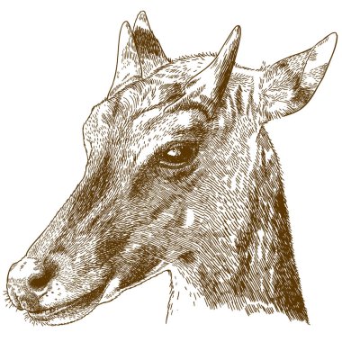 Vektör antika gravür beyaz arka plan üzerinde izole nilgai ya da mavi boğa (boselaphus tragocamelus) çizim çizimi