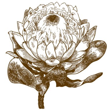 Vektör antik Protea beyaz gurur çiçek ya da sugarbushes ya da beyaz arka plan üzerinde izole fynbos çizim illüstrasyon oyma