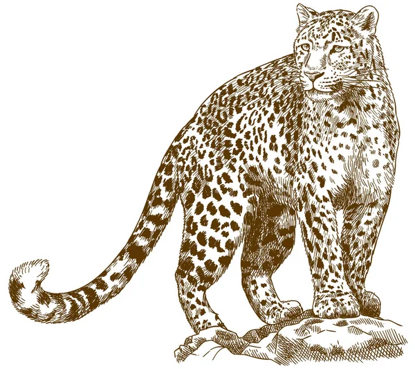 Starožitný Gravírování Vektorové Kreslení Obrázku Leopard Izolovaných Bílém Poza — Stockový vektor
