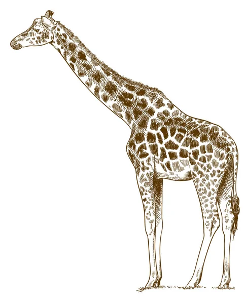 Vector Antik Gravyr Ritning Illustration Giraff Vit Bakgrund — Stock vektor