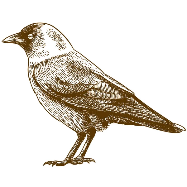 Illustration Vectorielle Dessin Gravure Antique Jackdaw Isolé Sur Fond Blanc — Image vectorielle