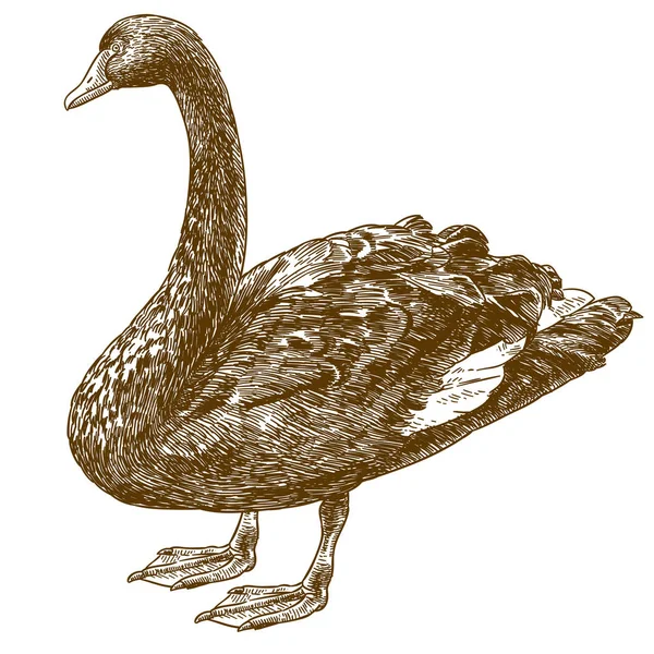 Vector Grabado Antiguo Dibujo Ilustración Cisne Negro Australia Occidental Aislado — Archivo Imágenes Vectoriales