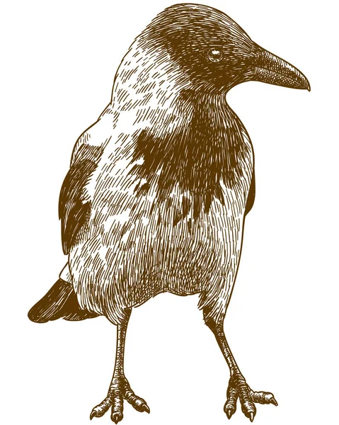 Starožitný Gravírování Vektorové Kreslení Obrázku Velké Crow Izolovaných Bílém Pozadí — Stockový vektor