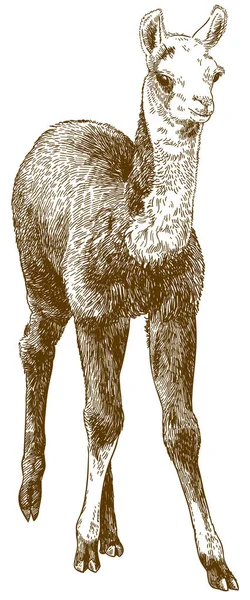 Vetor Gravura Antiga Desenho Ilustração Filhote Lhama Alpaca Guanaco Bebê — Vetor de Stock