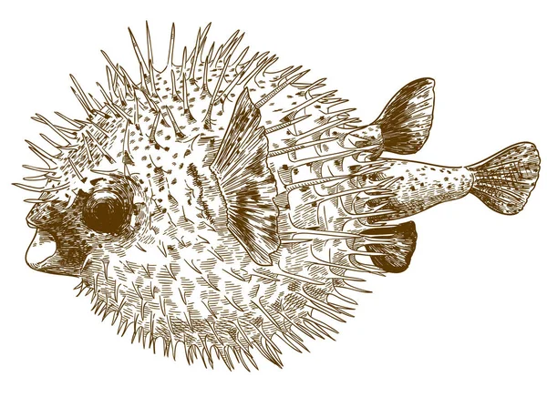 Starožitný Gravírování Vektorové Kreslení Obrázku Porcupinefish Blowfish Izolovaných Bílém Pozadí — Stockový vektor