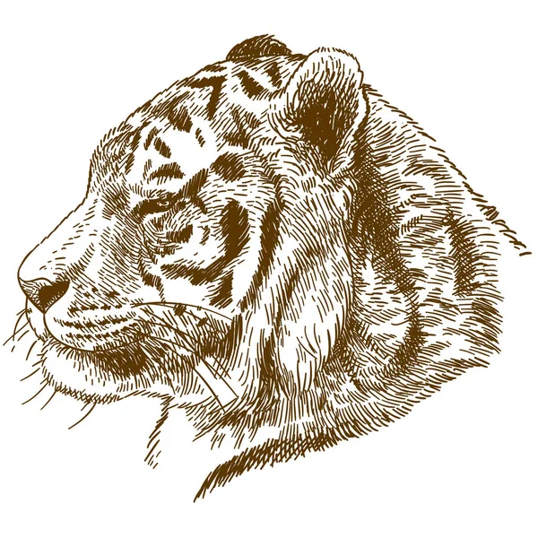 Векторная Гравюра Изображением Сибирского Тигра Головы Амурского Тигра Белом Фоне — стоковый вектор