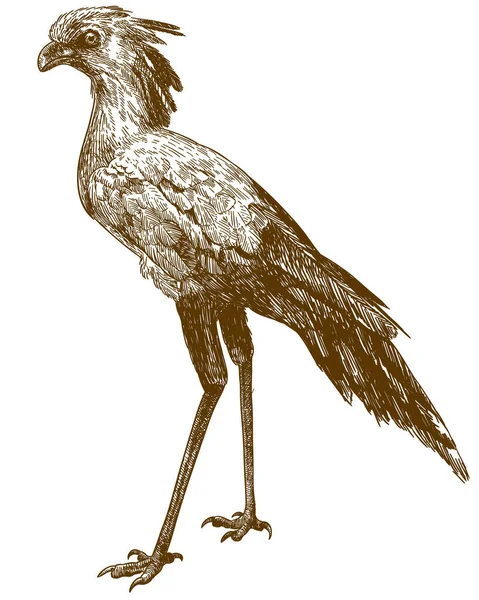 Vecteur Antique Gravure Dessin Illustration Secrétaire Oiseau Isolé Sur Fond — Image vectorielle